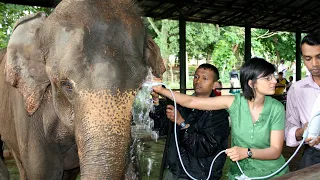 Elephants Emotion - A Lifelong Bond