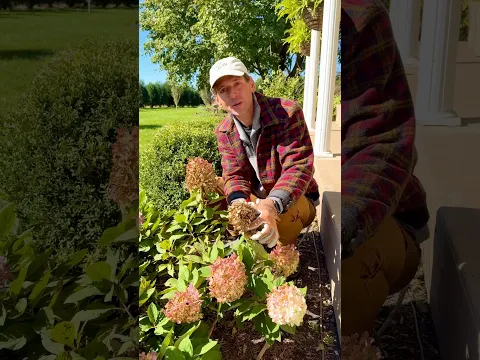 Should you prune hydrangeas in the fall?