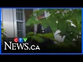 16-year-old charged with 2nd-degree murder in death of Edmonton girl