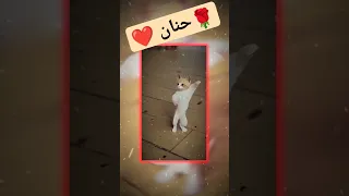 حنان طلب خاص  حنان                            ترند      دندنها