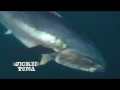 WICKED TUNA - Premieres March 12 with Captain TJ