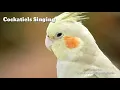 Download Lagu MASERAN SUARA BURUNG FALK ATAU PARKIT AUSTRALIA AGAR CEPAT BERSIUL