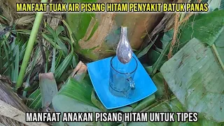 Download JARANG ADA YANG TAU MANGPAAT AIR PISANG HITAM CARA MENUAK PISANG HITAM SANGAT LAH MUDAH MP3