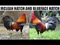MCLEAN HATCH VS BLUEFACE HATCH
