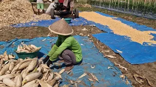 INCREDIBLE MODERN CORN THRESHING MACHINE IN ACTION! - Agriculture farming
