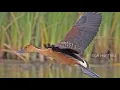 Download Lagu SUARA BURUNG BELIBIS KEMBANG