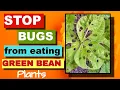 STOP BUGS FROM EATING MY GREEN BEANS