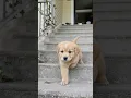 Download Lagu cute puppy adorable video #puppy #cute #pets #funny #dog #puppydog #shorts