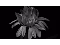 Download Lagu the GazettE 『歪』Music Video