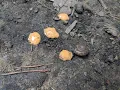 Cryptid Connoisseurs Final Episode