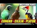 Download Lagu MASTERAN CUCAK JENGGOT - PLATUK BAWANG - KAPAS TEMBAK - CILILIN