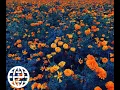 Tyler, The Creator - November