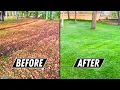 How to Beat LEAVES in the Fall Leaf Cleanup on HUGE Yard Made EASY
