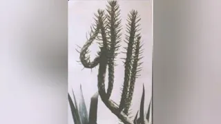 جل المنادى روعه دندنها