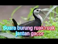 Download Lagu Suara Burung Ruak-ruak jantan terbukti gacor untuk memikat burung datang