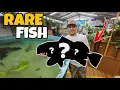 Lagu Buying My BIGGEST FISH EVER for Backyard Pond!!