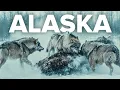 WILD ALASKA Survival in the Land of Ice and Apex Predators - Animal Documentary