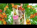 Download Lagu Use 3-Wheeled Truck To Harvesting Lots Of Pineapple \u0026 Jackfruit Goes To Countryside Market Sell