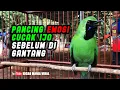 Download Lagu Pancing Emosi Cucak Ijo Sebelum Di Gantang