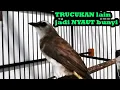 Download Lagu trucukan gacor UPLIK PANJANG pancingan burung trucuk agar bunyi BIKIN burung trucuka gacor SEKETIKA