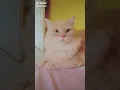 Download Lagu KUCING PASTI TAKUT MENDENGAR SUARA INI !!!