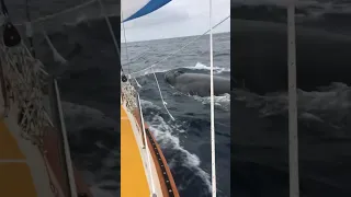 The Whales are way to Close!