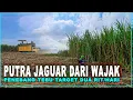 Download Lagu PUTRA JAGUAR PENEBANG TEBU DARI  WAJAK