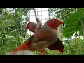 Download Lagu suara gocar, burung emprit merah papua / suara burung pipit / suara pemikat \u0026 pancingan gocar