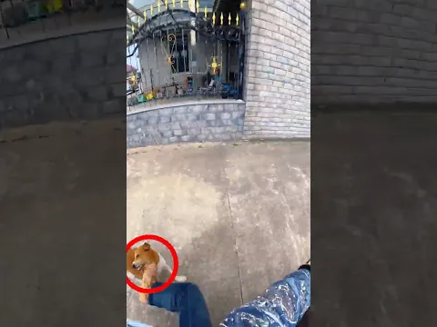 Dogs Chasing You? Do This! π€―