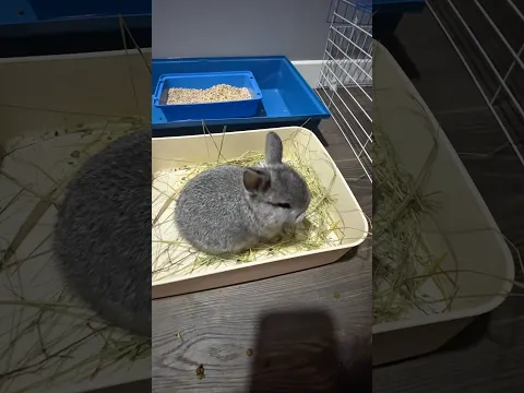 Yeni tavşanımımızın son durumu 😀