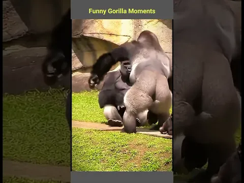 Funny Gorilla Moments #gorilla #funnyvideo