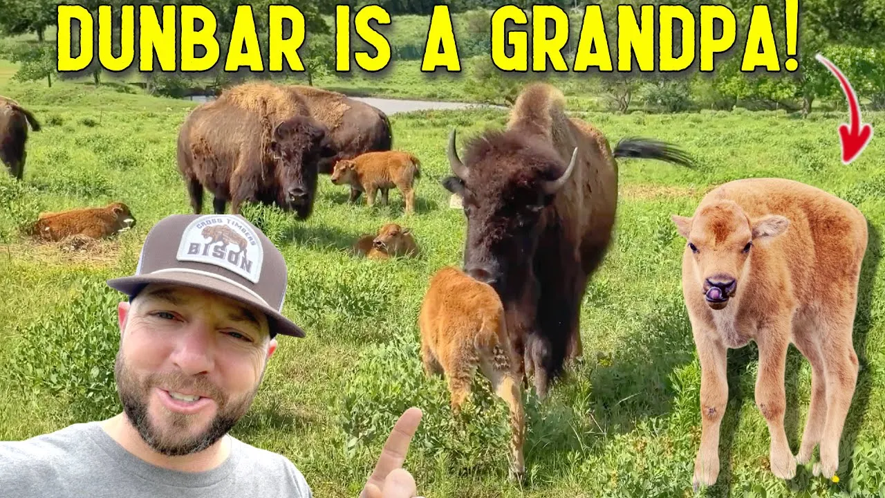 Creek Fence Problems & New Life On The Ranch!
