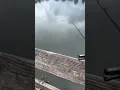 Download Lagu Is this the NEW BEST BFS Rod? #fishing #bfsfishing