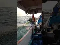 lagi mencari ikan sarden