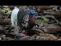 Download Lagu Explore the RICH Wildlife of Borneo!