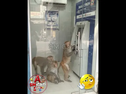 When the monkeys need cash 🐒💸 #funny #shorts #monkey