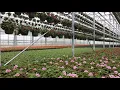 BFG Supply Co Solutions - Plantpeddler Inc