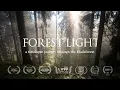 Download Lagu Forest Light - a timelapse journey through the Blackforest | 4K