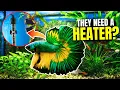 Do Bettas Need A Heater YES Here s Why
