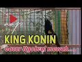 Download Lagu Kolibri Raja KING KONIN gacor ngobra nembak istimewa | Masteran burung speed rapat