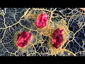 The 10 Best Timelapses of My Pet Slime Mold