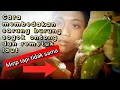 Lagu Cara membedakan sarang burung sogok ontong dan burung remetuk laut ‼️#sarangsogokontong