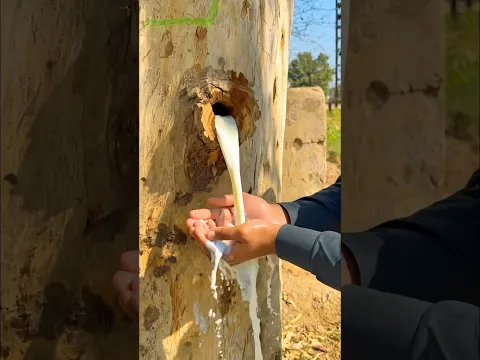 Ped se nikla doodh🌳🥛Part-2