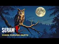 Download Lagu Suara Burung Hantu
