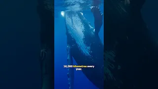 7 Days at Sea to Find This… (Freediving with Giants!)