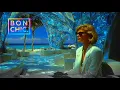 Corporate Dreams VI Tropical Division
