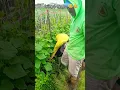 Download Lagu untung bukan rumput tetangga 😅 #subscribe #pertanian #shorts #viralshorts