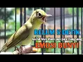 Download Lagu CIAK CIAK DOBLE JOSS KECIAL KUNING GACOR NGEJOS || ampuh mujarab bikin kecial diam nyaut ikut gacor