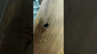 СУЧОК одна из опасностей в русской бане 