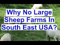 Why Are There No Large Sheep Farms in the South Eastern USA - St Croix Sheep